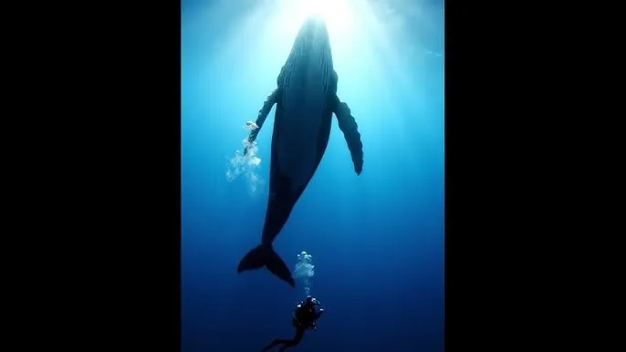 海角社区平台 - 深蓝星球：探索海洋深处的未知世界